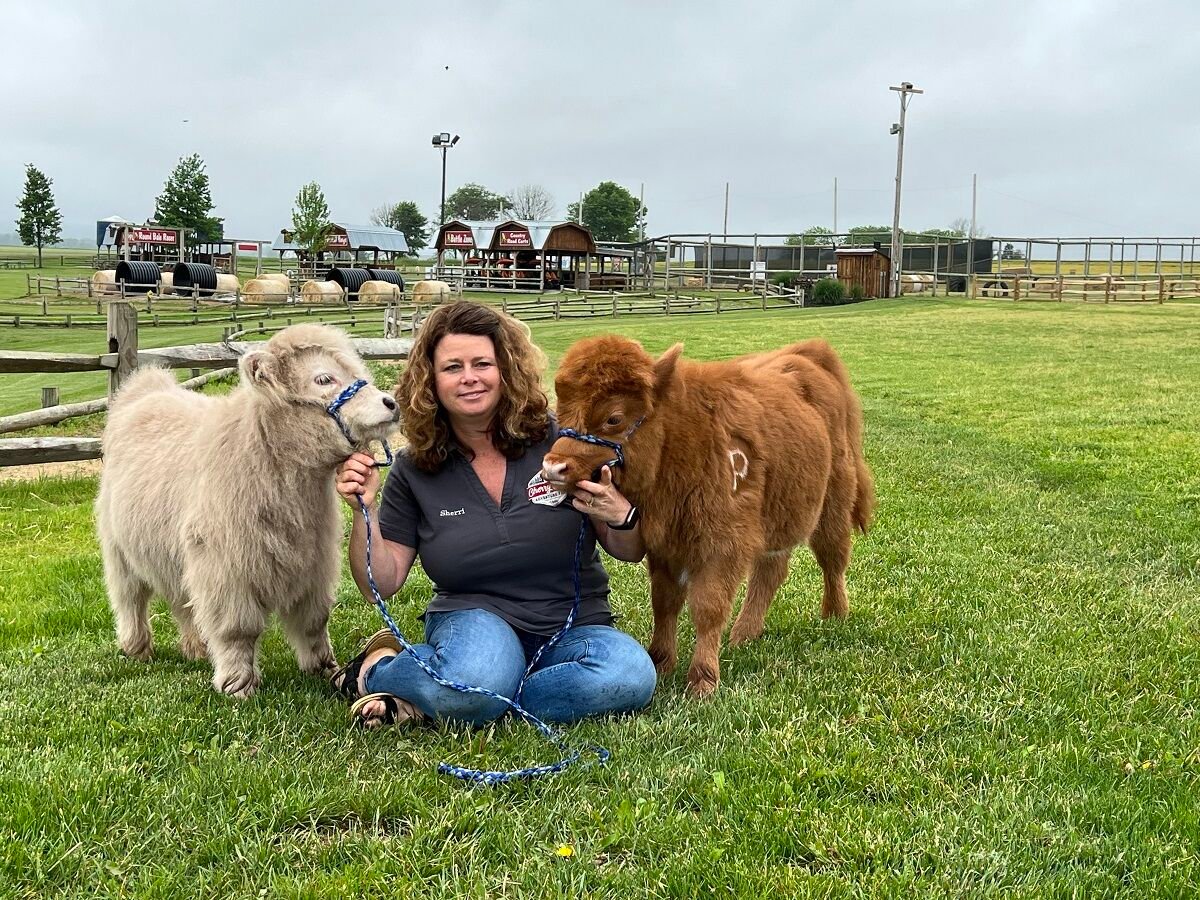 miniature highland cow