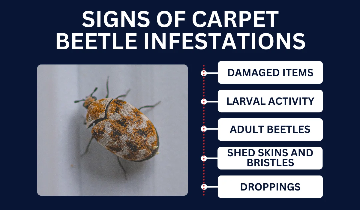 carpet beetle bites