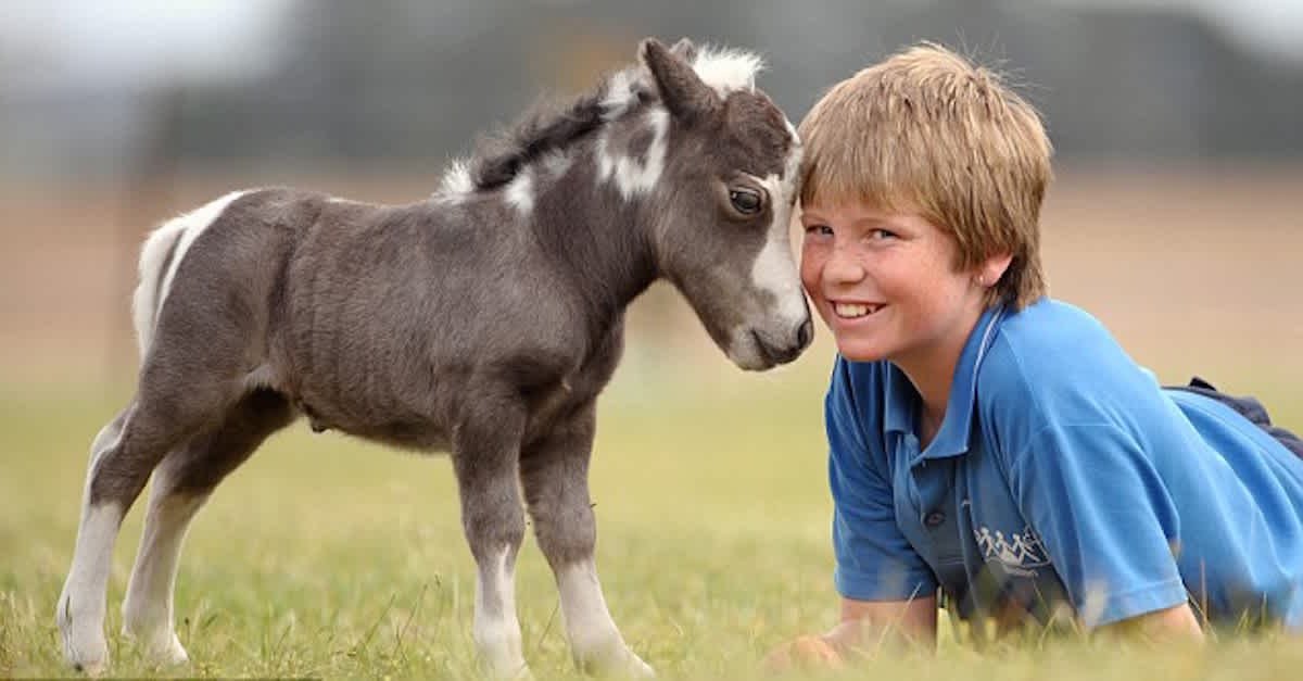 miniature stallions